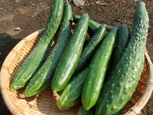 きゅうりのカロリー一覧と糖質 栄養や効果なども紹介 食べ物の情報 マメ知識