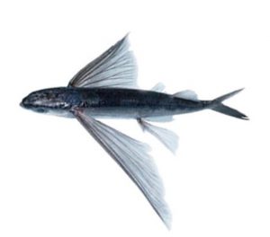 飛魚 トビウオ の種類と特徴 旬や栄養なども紹介 食べ物の情報 マメ知識